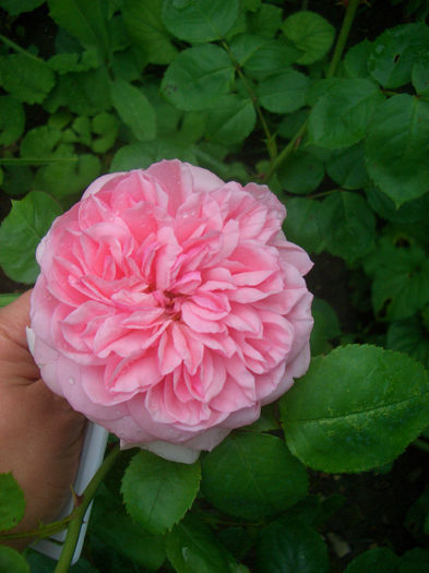 'Times Past' • Harhilt; Climber, Large-Flowered Climber.  Bred by Harkness (United Kingdom, 2001).
