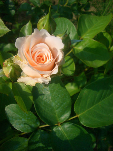 'Marjorie Marshall' • Celtic Pride • Excalibur• HARdenier; Shrub.  Bred by Harkness (United Kingdom, 1996).
