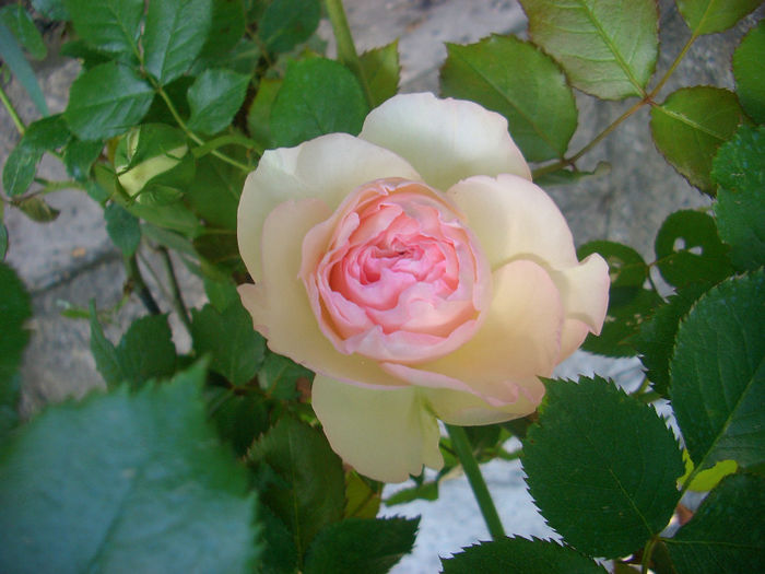 'Eden Rose 88' • Eden Climber ™ • MEIviolin • Pierre de Ronsard ®; Climber, Large-Flowered Climber.  Bred by Jacques Mouchotte (France, before 1985).
