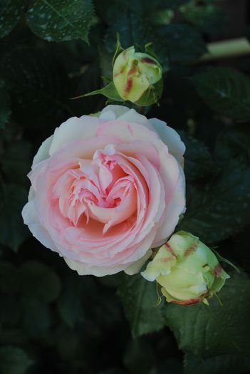 Eden Rose - yyy 2014 Trandafiri si clematite