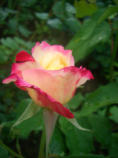 'Double Delight ®'• ANDeli; Hybrid Tea.  Bred by A.E. &amp; A.W. Ellis (United States, before 1976). Bred by Herbert C. Swim (United States, before 1976).
