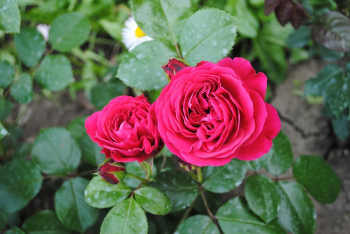 Red Leonardo da Vinci - yyy 2014 Trandafiri si clematite