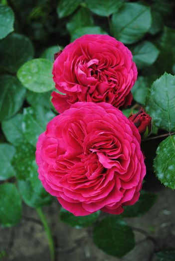 Red Leonardo da Vinci - yyy 2014 Trandafiri si clematite