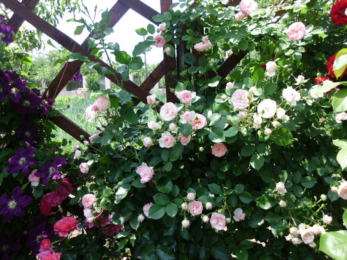 mini eden rose - Trandafiri si clematite 2014
