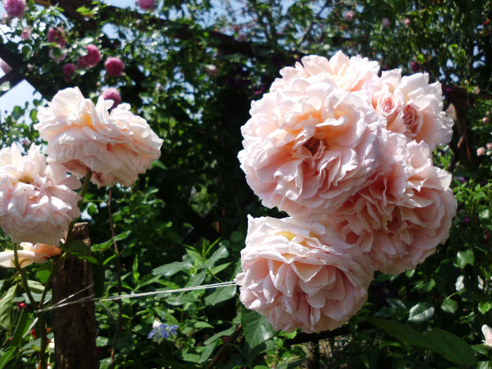 abraham darby - Trandafiri si clematite 2014