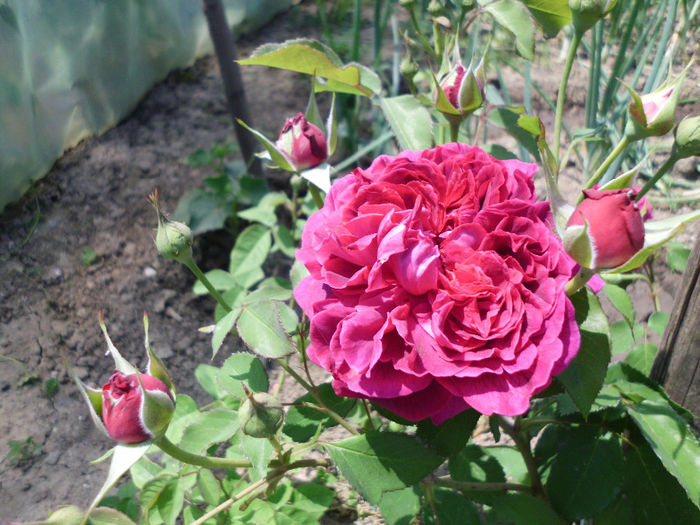 william s 2000 - Trandafiri si clematite 2014