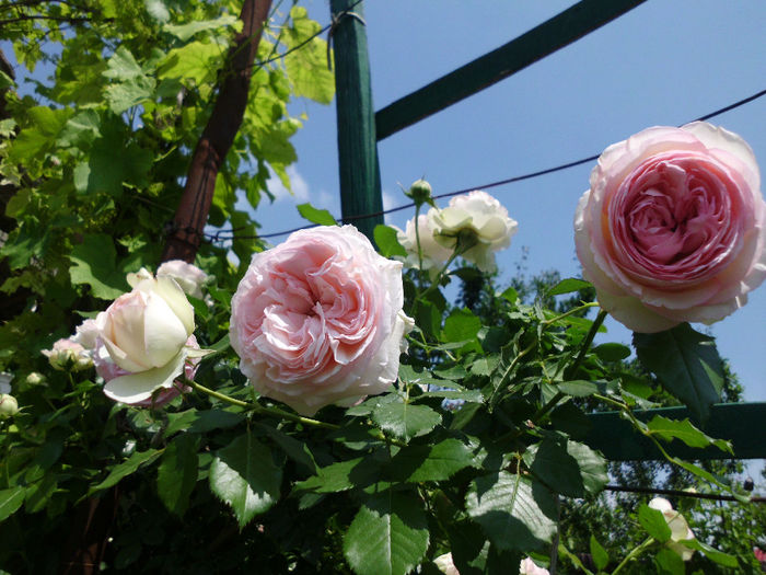 eden rose - Trandafiri si clematite 2014