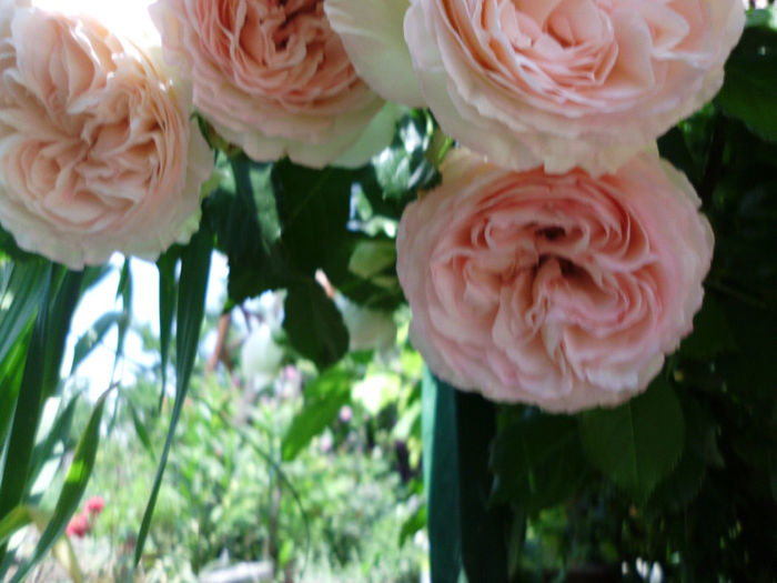 eden rose - Trandafiri si clematite 2014