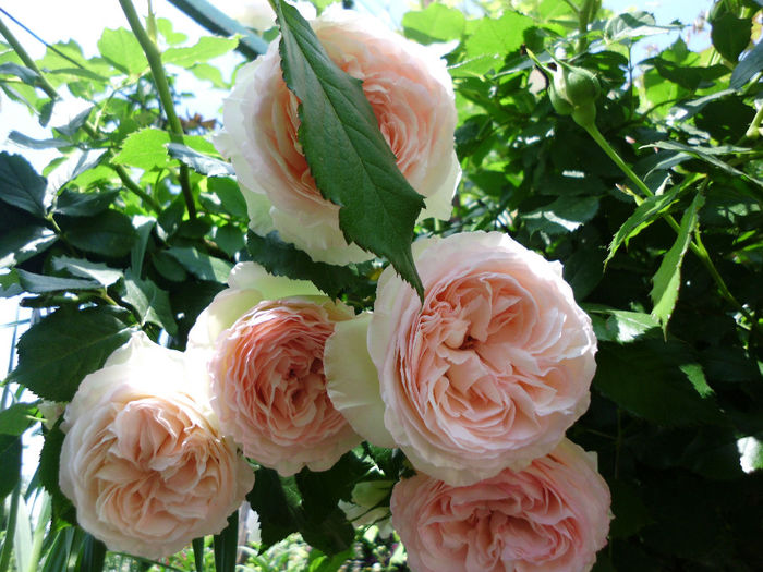 eden rose - Trandafiri si clematite 2014