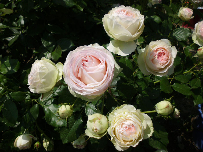 eden rose - Trandafiri si clematite 2014