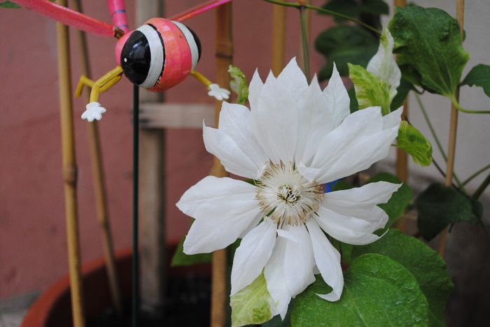 clematis Yuki Okoshi - yyy 2014 Trandafiri si clematite