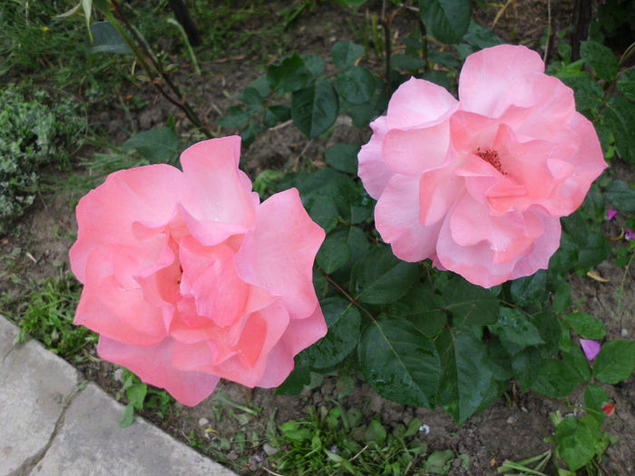 queen of england - Trandafiri si clematite 2014