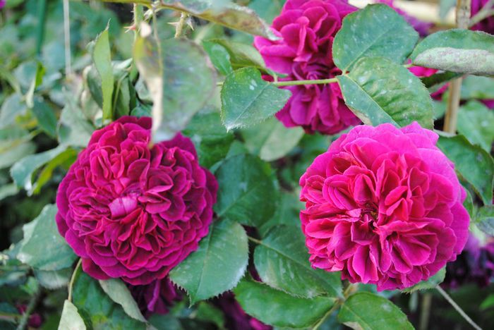 Munstead Wood - yyy 2014 Trandafiri si clematite