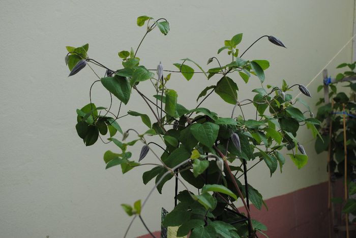 clematis Romantika, primul an - yyy 2014 Trandafiri si clematite