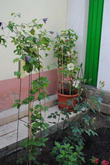  - yyy 2014 Trandafiri si clematite