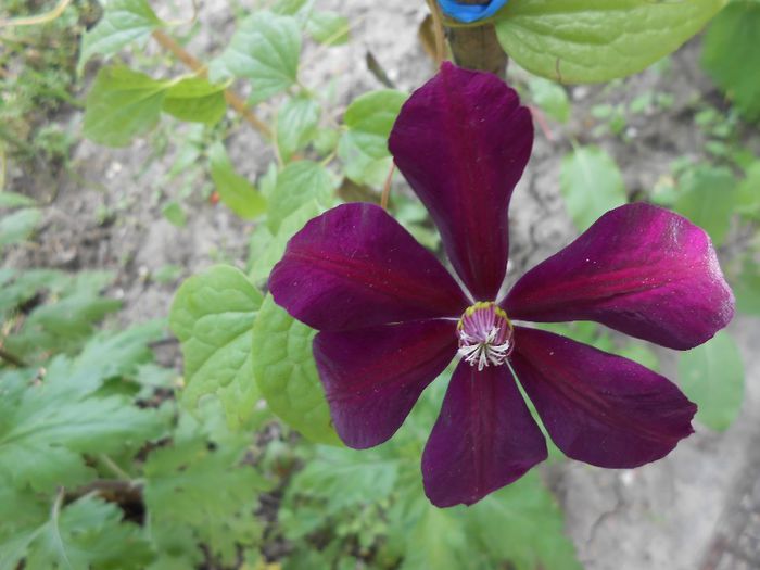 clematis Westerplatte, prima floare - yyy 2014 Trandafiri si clematite