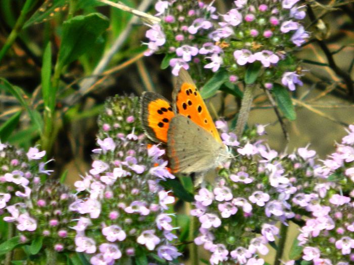 DSCN9630 - HERCULANE_MAI_2_2014