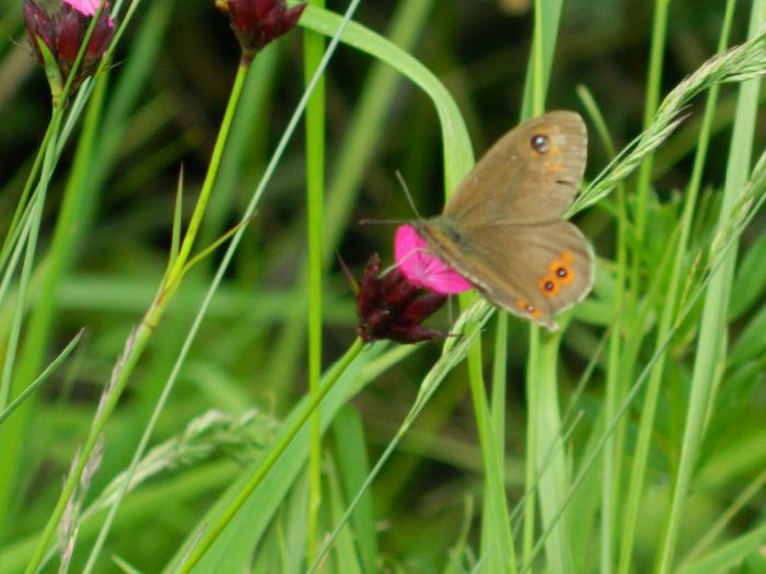 DSCN9662 - HERCULANE_MAI_2_2014