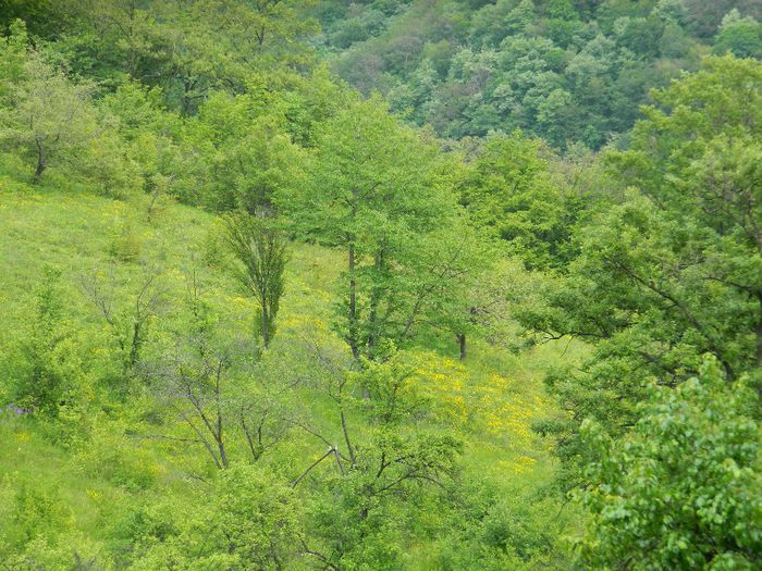 DSCN9663 - HERCULANE_MAI_2_2014