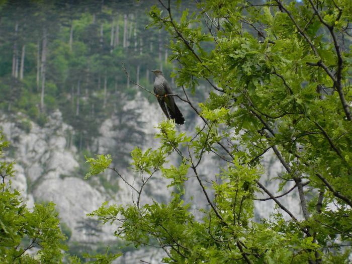 DSCN9666 cucul de pe Coronini - HERCULANE_MAI_2_2014