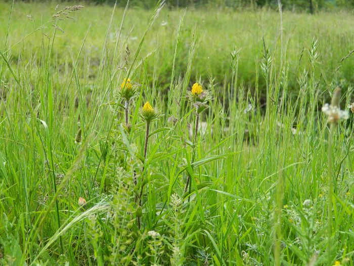 DSCN9669 - HERCULANE_MAI_2_2014