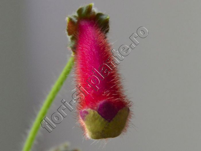 Kohleria Friendliness (ni)