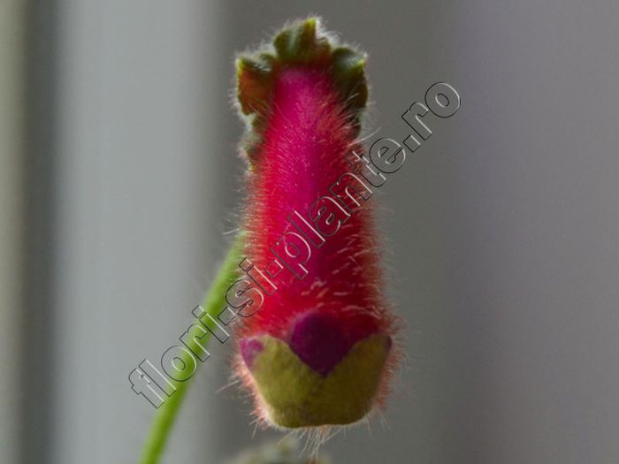 Kohleria Friendliness (ni)