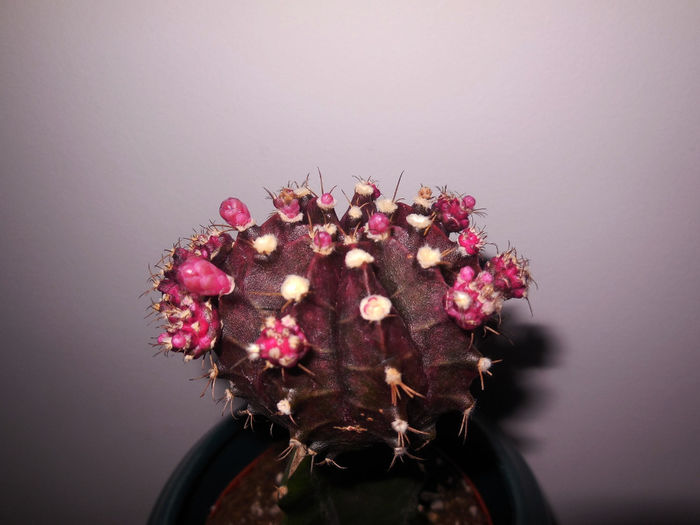 27 may 2014 - Cactusi si suculente