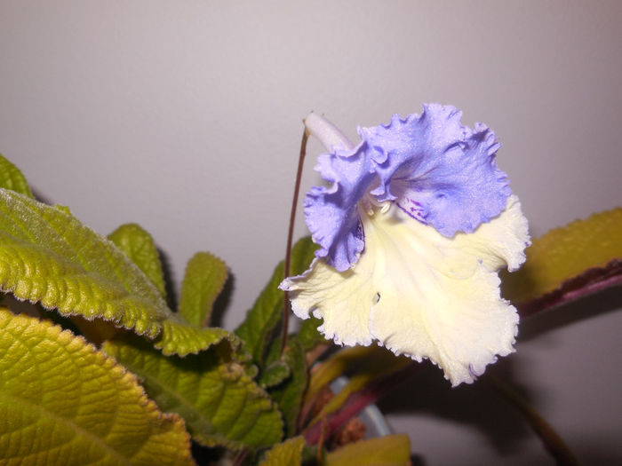 27 may 2014 - Streptocarpus