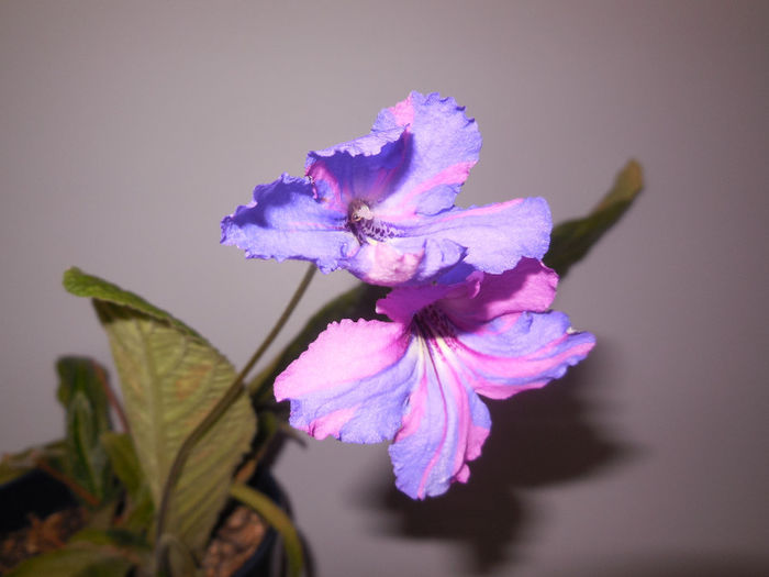 27 may 2014 - Streptocarpus