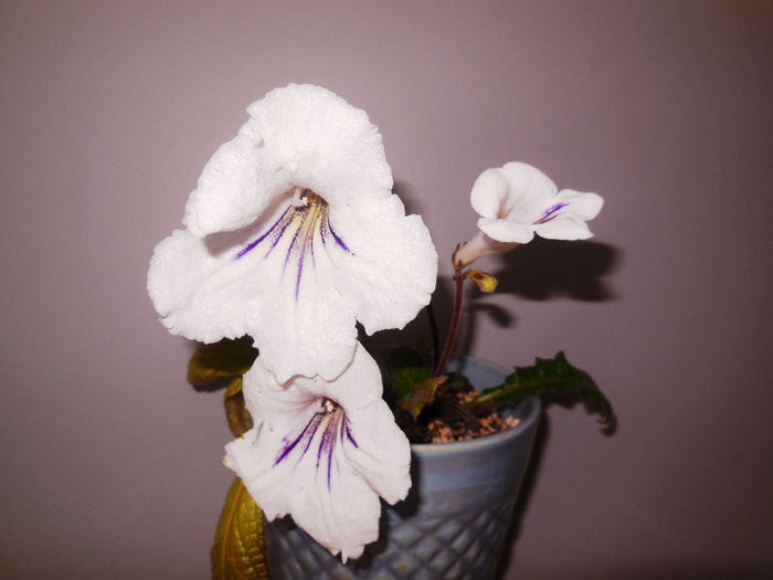 27 may 2014 - Streptocarpus