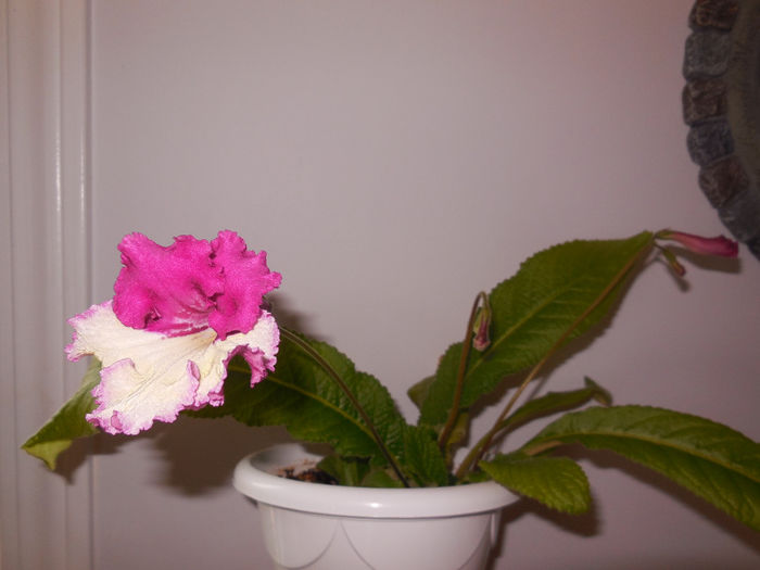 27 may 2014 - Streptocarpus