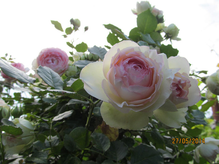 eden "85 - TRANDAFIRI 2014