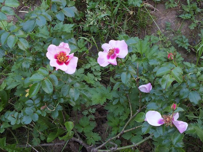 24.05.2014b; Floarea scuturata e in a treia zi, cea viu colorata din spate e inflorita in ziua fotografiei, iar cea care pare mai movulie e in ziua a doua.
