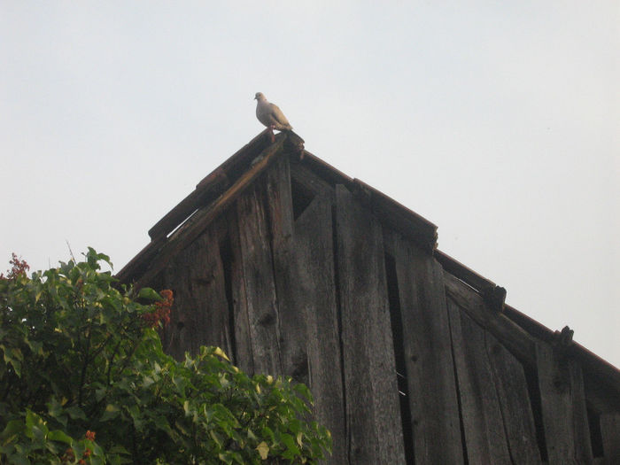in natura
