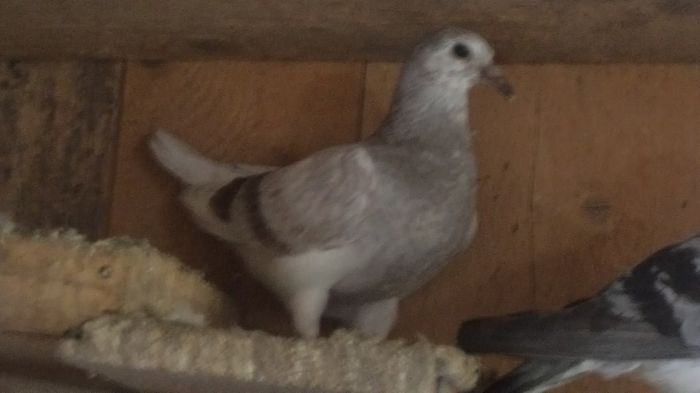 tineret sperante mai 2014