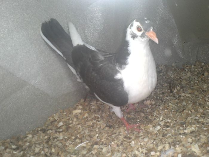 femela din parinti cu joc lung