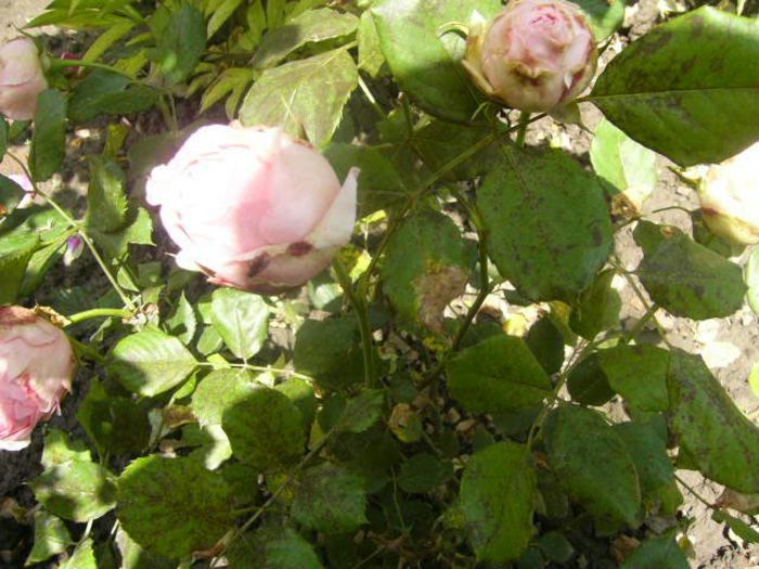 P1220095 - Anul 2014 III