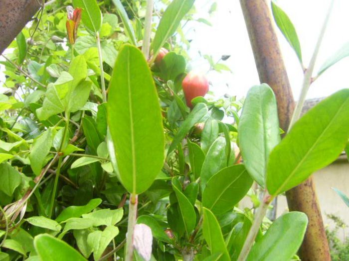 Punica Granatum - Anul 2014 III