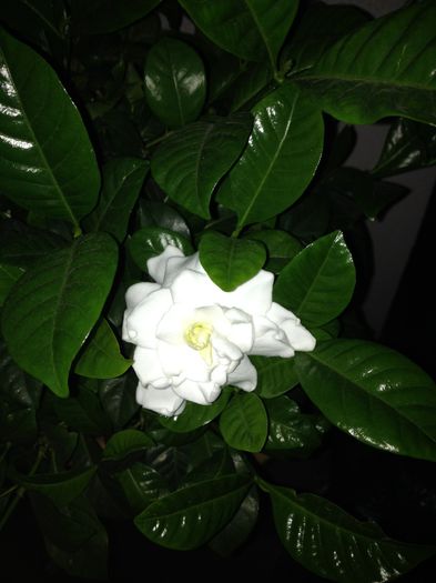 image - gardenia