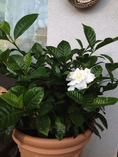 image - gardenia