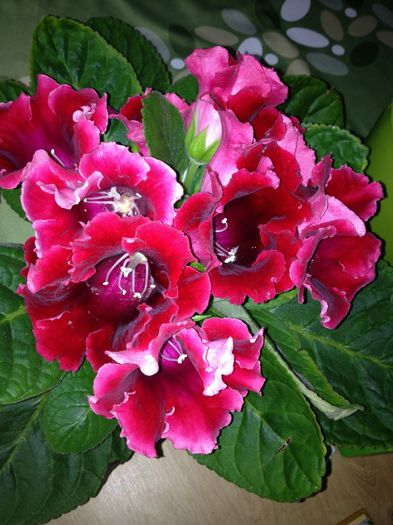 image - Gloxinia