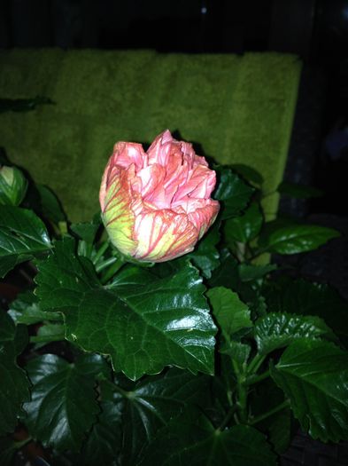 image - hibiscusi