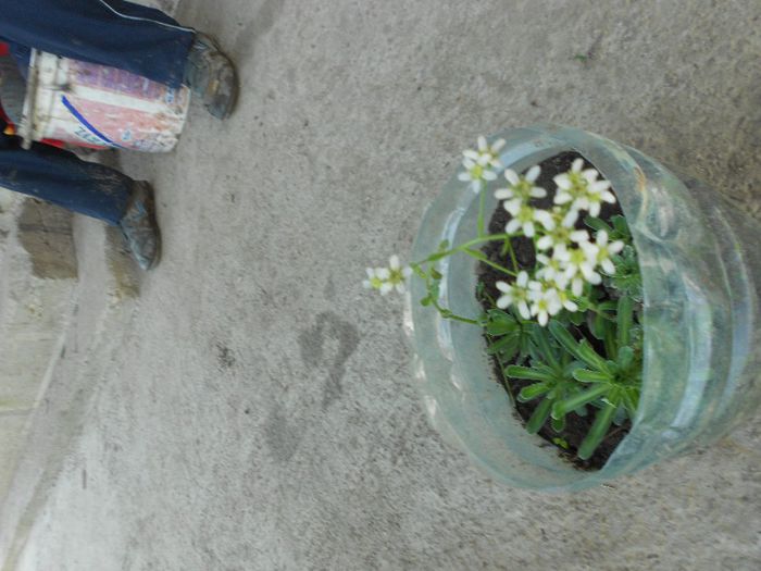 NECUNOSCUTA[culeasa de pe munte]; FLOARE CULEASA DE PE MUNTE DAR NU STIU DENUMIREA....
