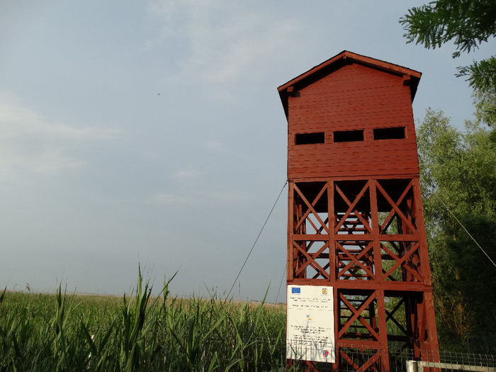 DSC00636 - Parcul natural Comana