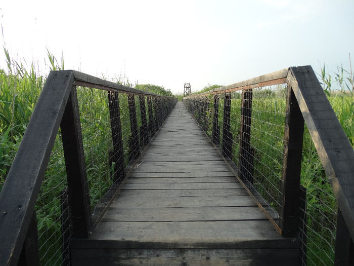 DSC00637 - Parcul natural Comana