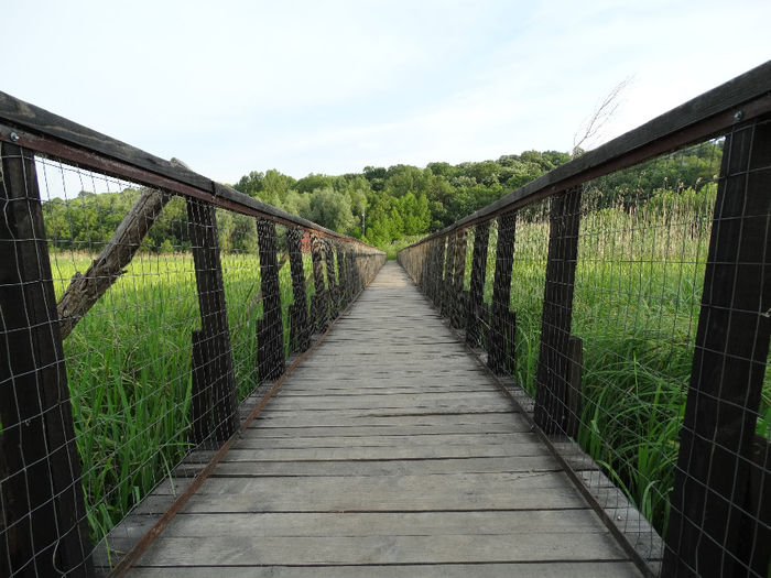 DSC00638 - Parcul natural Comana