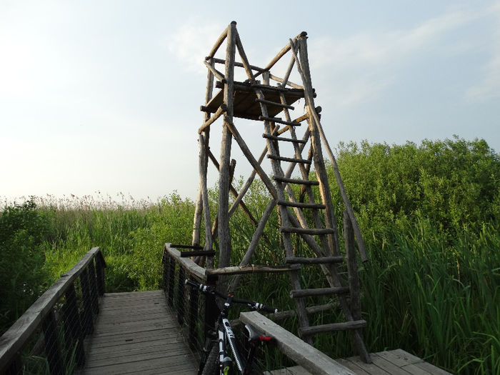 DSC00640 - Parcul natural Comana