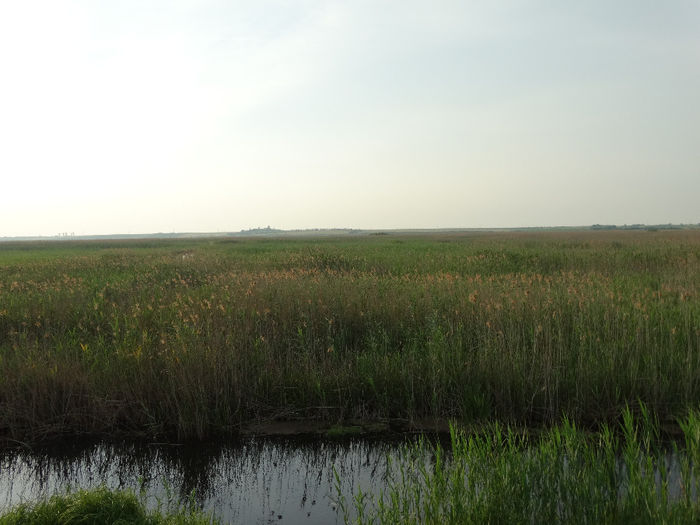 DSC00641 - Parcul natural Comana