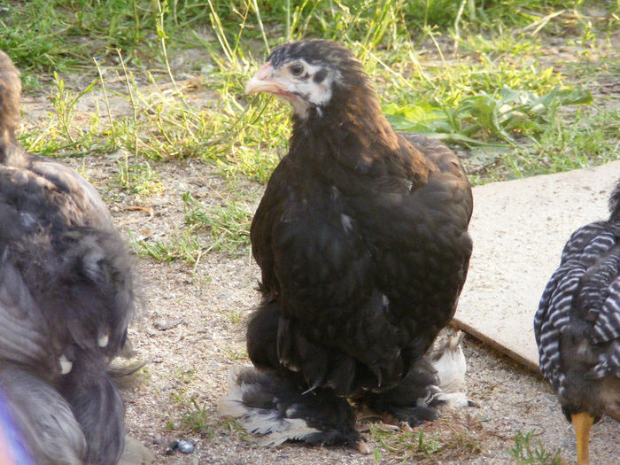 DSCF6338 - Pui Cochinchina 2014